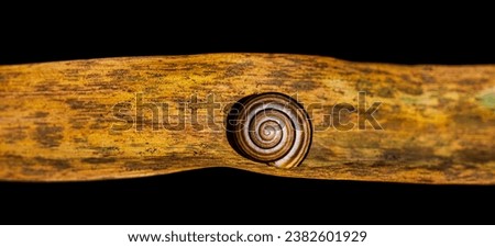 a snail shell on dried rush