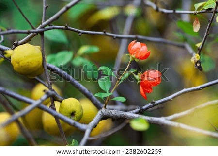 Chaenomeles speciosa. red flowers and yellow fruits on quince branches in autumn Royalty-Free Stock Photo #2382602259