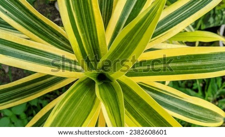 Close-up Dracaena has a very attractive color with green and yellow leaf surfaces.
