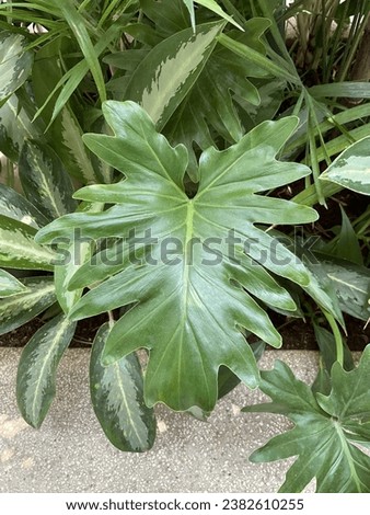 Philodendron xanadu botanical tropical house plant. Philodendron Xanadu is air purifier tree