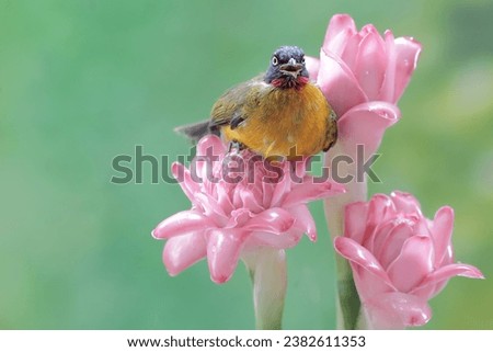 A black-crested bulbul is hunting for small insects in torch ginger flowers. This sweet-voiced bird has the scientific name Pycnonotus melanicterus.