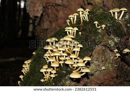 mushrooms, forest, nature, sulfur tuft Royalty-Free Stock Photo #2382612551