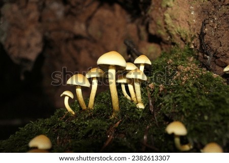 close up sulfur tuft mushroom Royalty-Free Stock Photo #2382613307