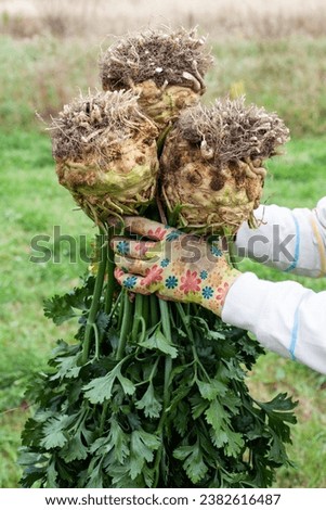 three dirty fresh celery roots in the hands of a farmer on a field background Royalty-Free Stock Photo #2382616487