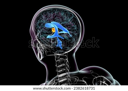 The third brain ventricle, a vital component of the brain's ventricular system, 3D illustration.
