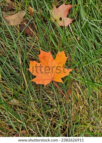 Colorful maple leaves lying on the lawn on a rainy autumn day, Lodz, Poland.