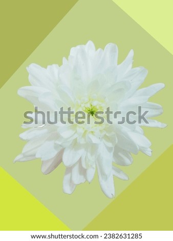 White, pink, red, yellow flower background or flower backdrop design for message or advertising.