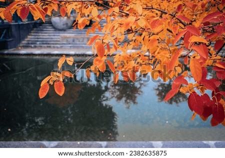 Autumnal red tree near water concept photo. Autumn in the public park. Idyllic scene, fall season. High quality picture for wallpaper, travel blog.