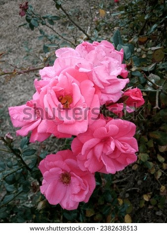 Picture of a bunch of pink roses