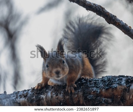 Curious red squirrel on a branch, Norway