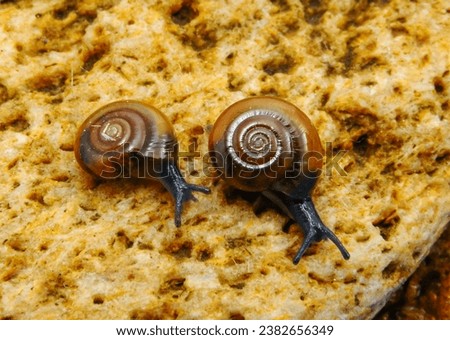 Glass snail (Oxychilus translucidus) a species of small land snail, a terrestrial pulmonate gastropod mollusk in the family Oxychilidae, the glass snails Royalty-Free Stock Photo #2382656349