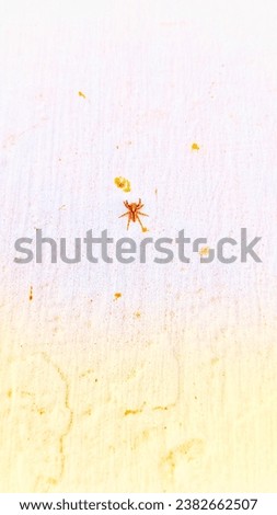 Spider On A Picture Rail
