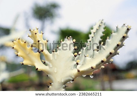 a white cactus plant with a green background.
