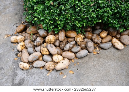 a pile of rocks and plants.