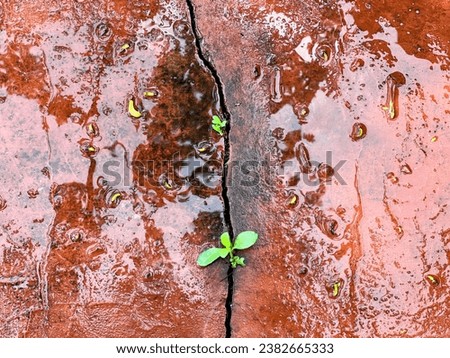 a plant grows through a crack in a sidewalk in the middle of a puddle.