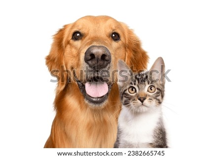 Golden retriever dog and cat portrait together on white background	
