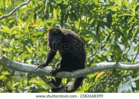Animal of the wild forest of Panama