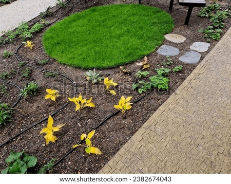 stepping stones lead to a small circular lawn in the middle of a flower bed. sitting on a bent bench made of red tropical wood. automatic sprinkler hoses on the surface of the soil, snake, upper view