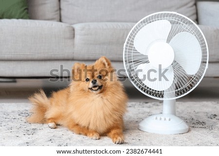 Cute Pomeranian spitz with electric fan lying on carpet in living room Royalty-Free Stock Photo #2382674441