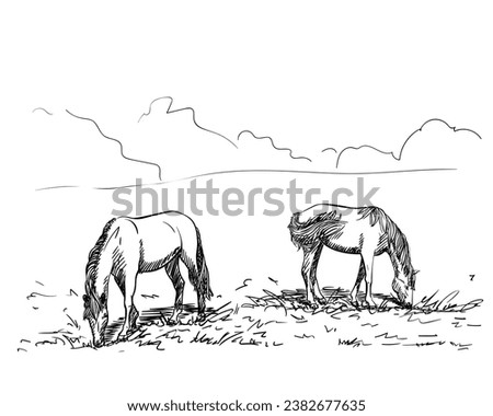 Two horses grazing in a meadow eating grass, Freehand sketch, Hand drawn illustration of domesticated animals