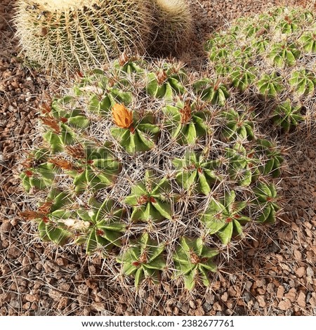 Ferocactus robustus is a barrel cactus in the genus Ferocactus of the family Cacteae. Beautiful blooming orange cactus clumping barrel cactus, that forms powerful colonies of hundreds of branches