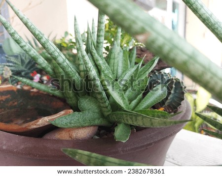 cactus, tree, weed, garden, park picture, natural, nature, bonsai 