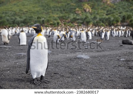 King Penguin on the shores of South Georgia