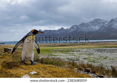 King Penguin on the shores of South Georgia