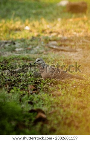 Dove bird on grass, new dove bird image 