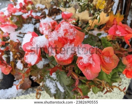 First Snow on Flowers in Autumn 