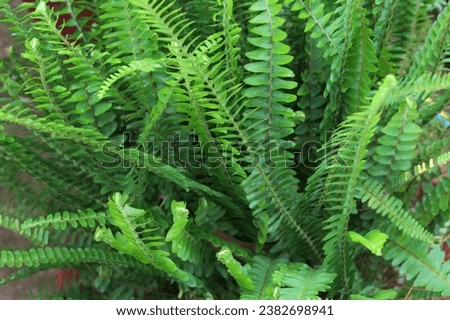 Elevate your creative projects with our captivating Ferns Background collection, designed to add a touch of nature's allure to your visuals. These high-resolution images