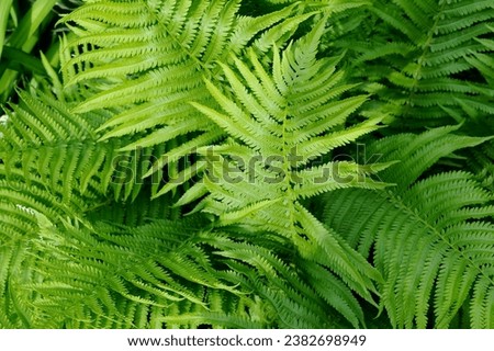 Elevate your creative projects with our captivating Ferns Background collection, designed to add a touch of nature's allure to your visuals. These high-resolution images