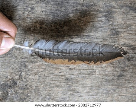 a piece of native chicken feather 