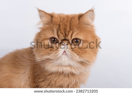 Persian Exotic Longhair cat is on white background