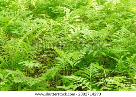Enhance your design projects with the elegance of ferns. This collection of ferns backgrounds provides you with a diverse array of green backgrounds featuring different fern species, patterns, 