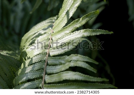Enhance your design projects with the elegance of ferns. This collection of ferns backgrounds provides you with a diverse array of green backgrounds featuring different fern species, patterns, 