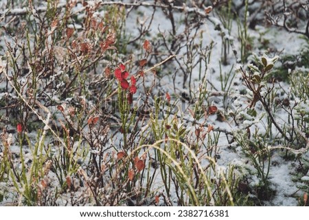 a colorful mountain meadow with blueberries and alpine roses at a snowy autumn day