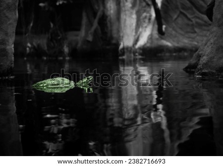 Little turtle in a lagoon