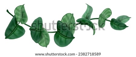 Hydrangea branch. Green floral foliage. Hortensia stalk. Tropical plant stem. 3D natural greenery. Garden flower. Summer forest flora. Wild tree. Isolated ivy twig. Vector botanical bouquet element Royalty-Free Stock Photo #2382718589