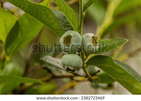 Unripe fruits of northern highbush blueberry (Vaccinium corymbosum) Royalty-Free Stock Photo #2382723469