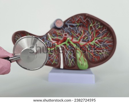 Medical professional doctor or gastroenterologist or hepatologist holds anatomical model of liver and stethoscope in hand Royalty-Free Stock Photo #2382724595