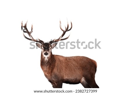 Red deer isolated on white background Royalty-Free Stock Photo #2382727399