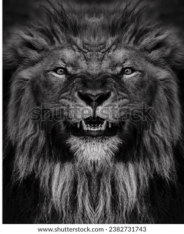 A black and white portrait of a male African lion, Panthera leo, direct gaze with a mane and scarred nose