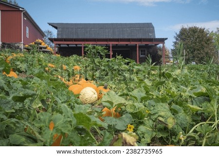 Pumpkins in field with red barn on a sunny fall day.