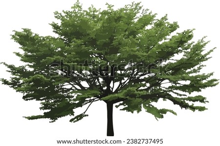 Extra large Terminalia Mantaly - Isolated tree vector