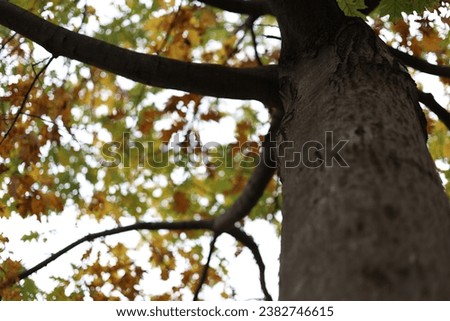 Leaves, tree bark, close ups of branches and trunks. Nature in the fall.