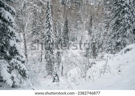 Winter landscape with fair trees under the snow.