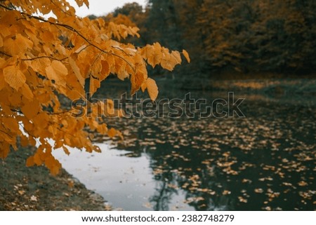 Autumn landscape, beautiful yellow trees on the lake.