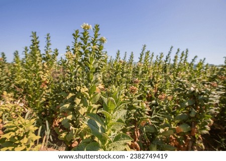Plantation tobacco grown in the farmland