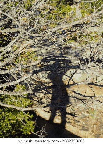 In the bright midday sunlight, a vertical image captures the silhouette of a woman's shadow against the backdrop of barren tree branches and rugged Sardinian rocks.